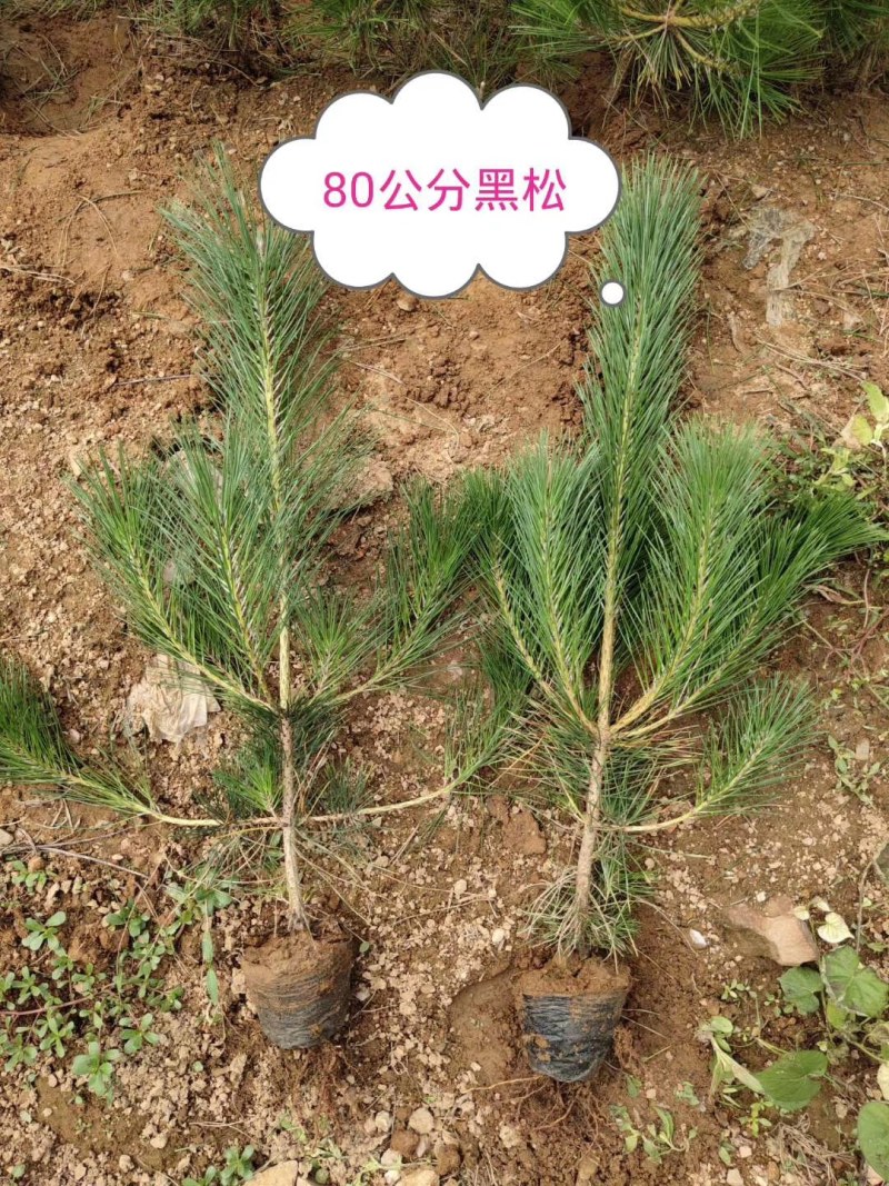 黑松苗黑松小苗黑松价格