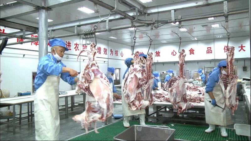 羊蝎子，内蒙古牧场直供，肉多，汤香，视频可看货