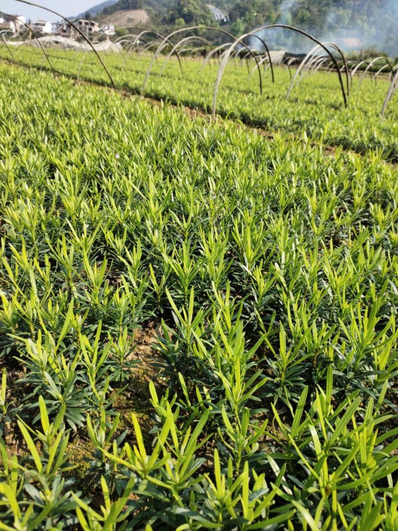 畅销产品罗汉松芽苗，广西桂林中园绿化基地，