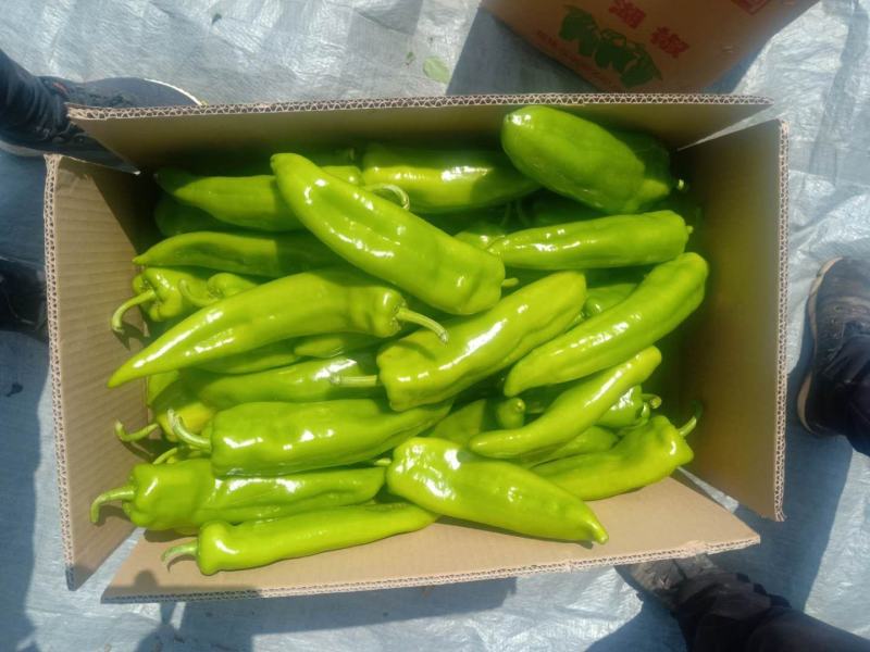 精品蔬菜大量上市中需要下单