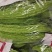 精品蔬菜大量上市中需要下单