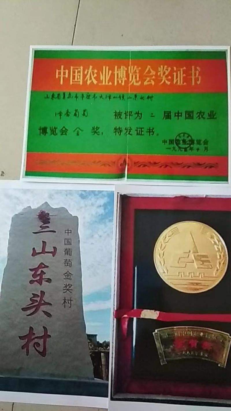 金奖村的无公害玫瑰香葡萄