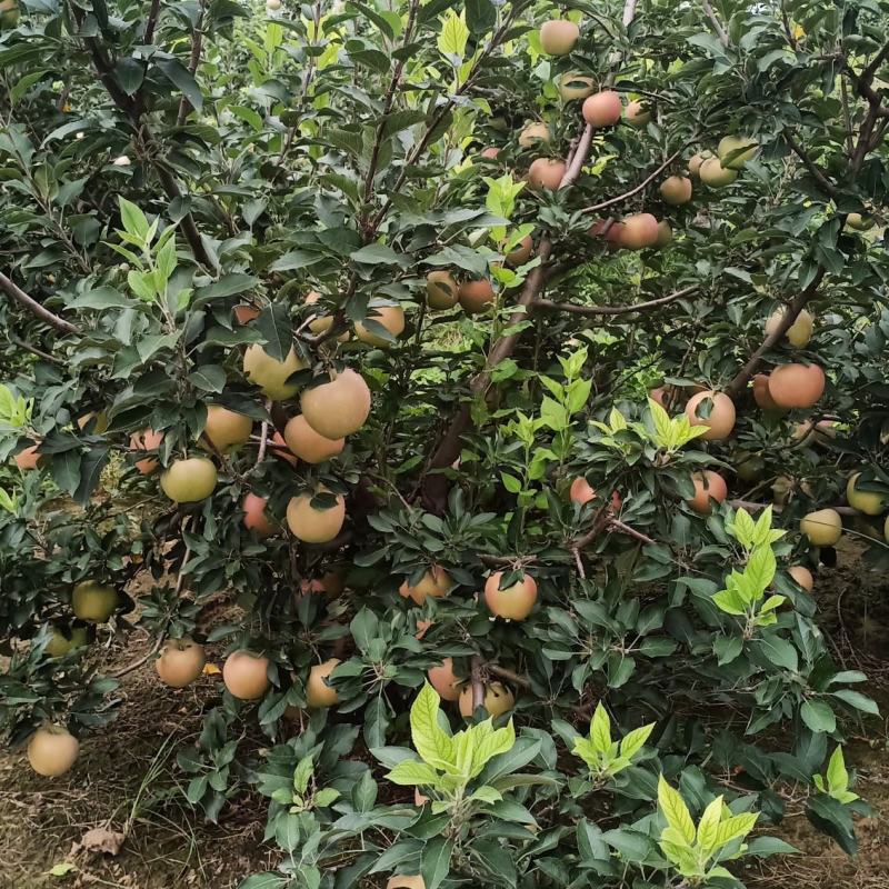 河南兰考苹果已开园欢迎订购早熟红富士