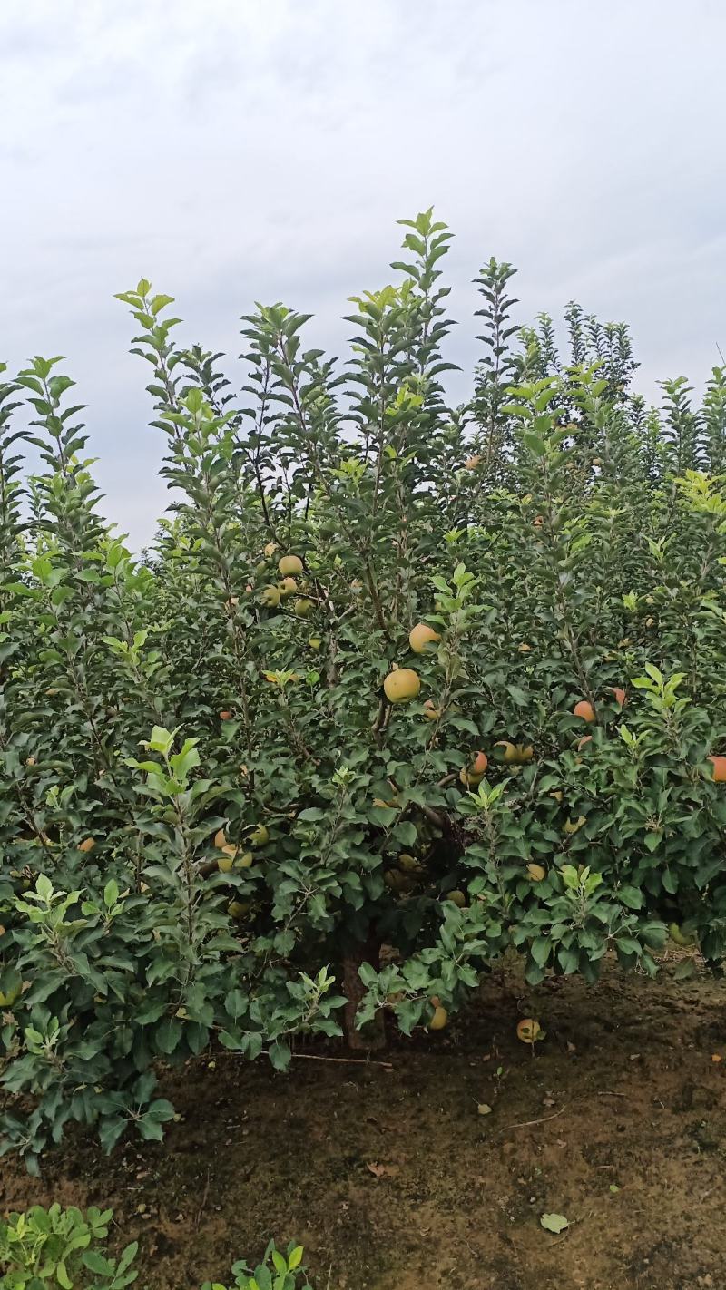 河南兰考苹果已开园欢迎订购早熟红富士