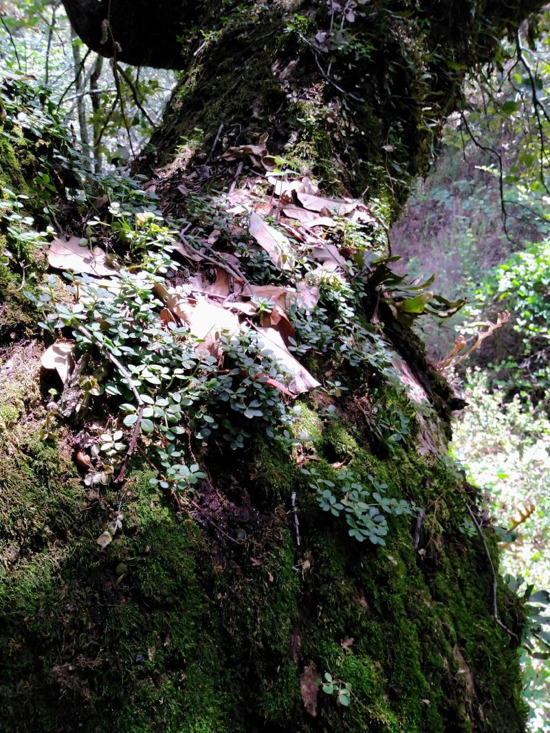 云南山草药散血胆石婵草鲜货，保证大山采集，常年四季供货
