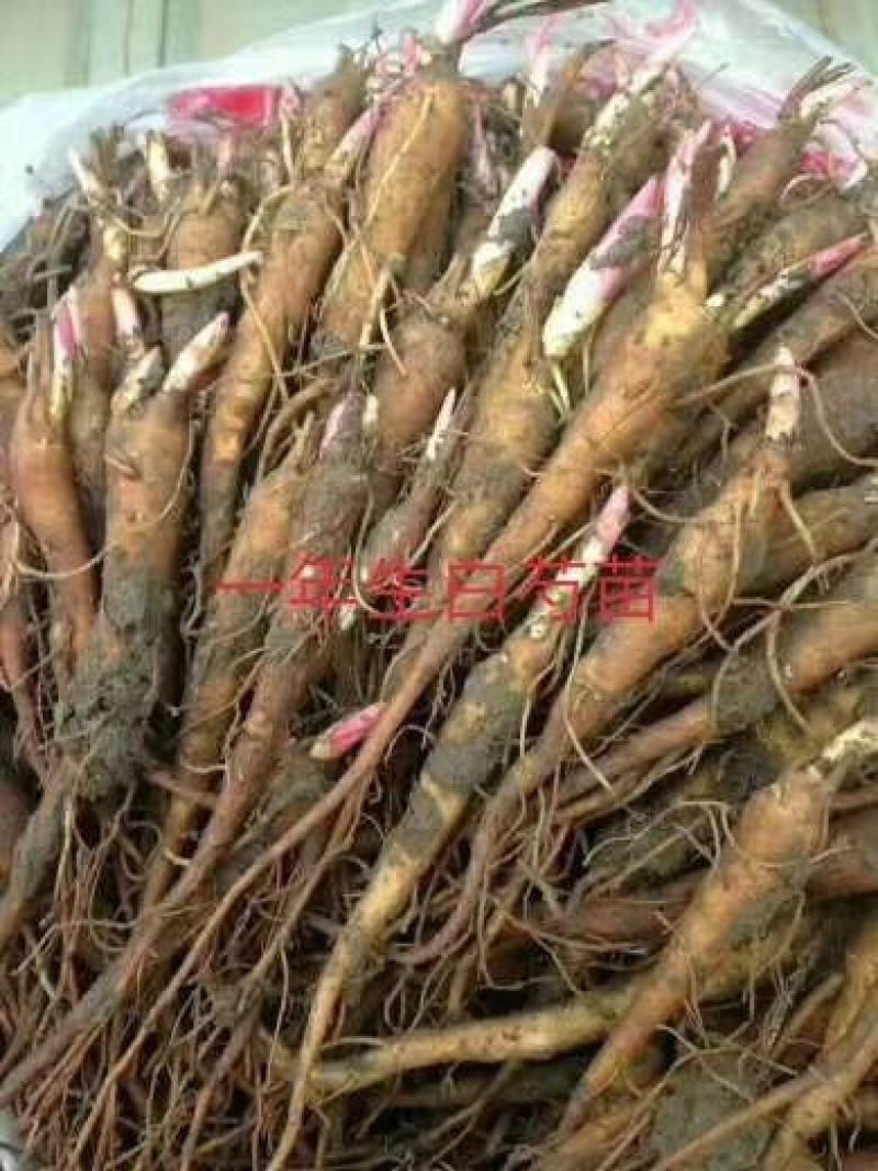 白芍种苗一年二年生正在出售中
