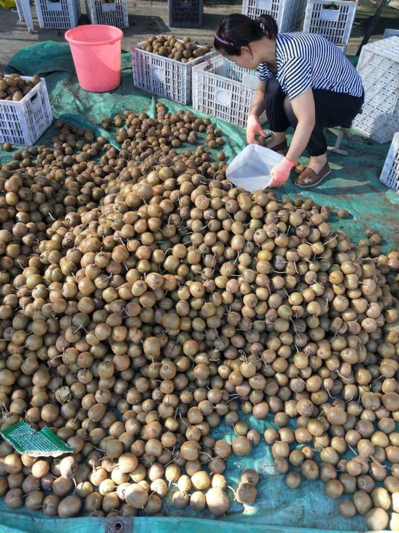 正宗陕西徐香猕猴桃大量上市货源充足量大从优欢迎咨询