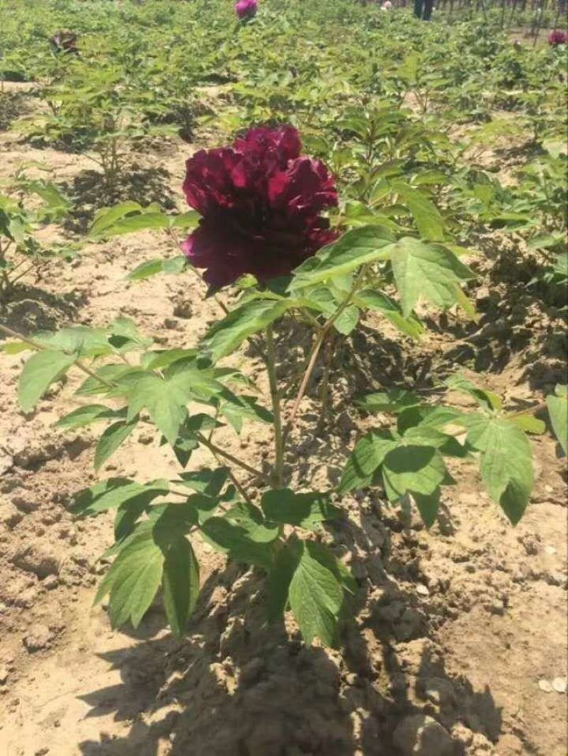 观赏牡丹苗一年嫁接苗千层大花朵30种花色可选。