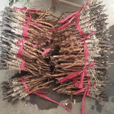 观赏牡丹苗一年嫁接苗千层大花朵30种花色可选。