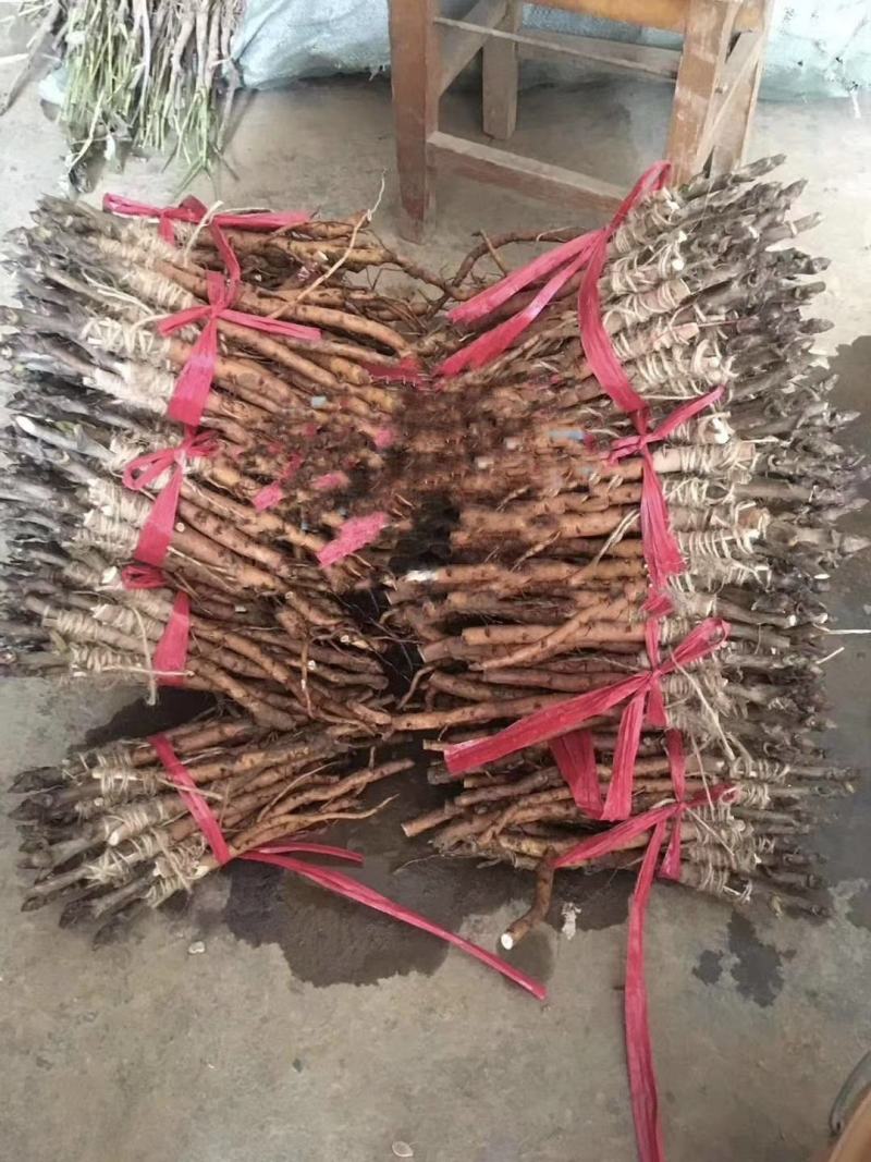 观赏牡丹苗一年嫁接苗千层大花朵30种花色可选。
