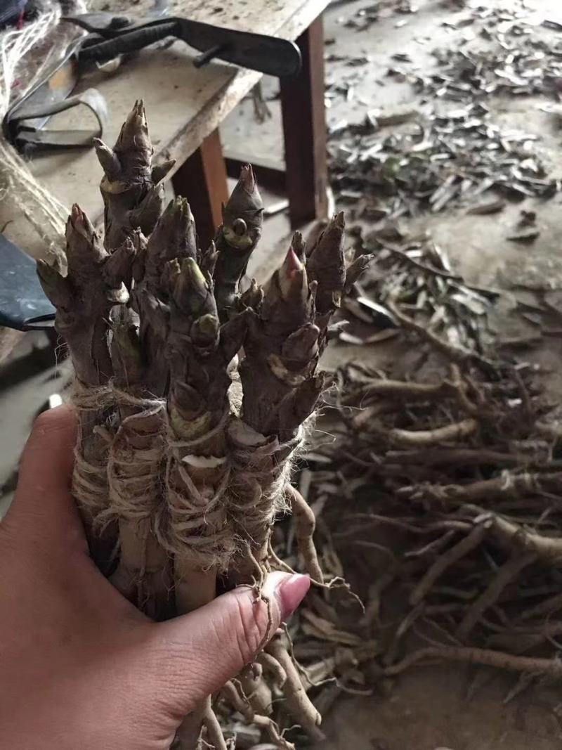 观赏牡丹苗一年嫁接苗千层大花朵30种花色可选。