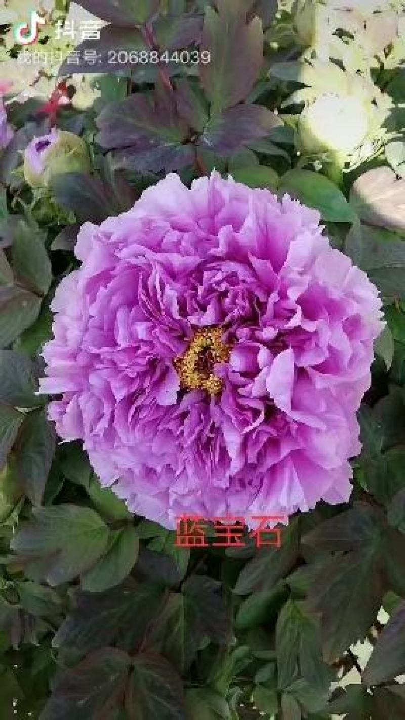 观赏牡丹苗一年嫁接苗千层大花朵30种花色可选。