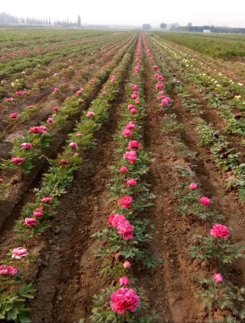 观赏牡丹苗一年嫁接苗千层大花朵30种花色可选。