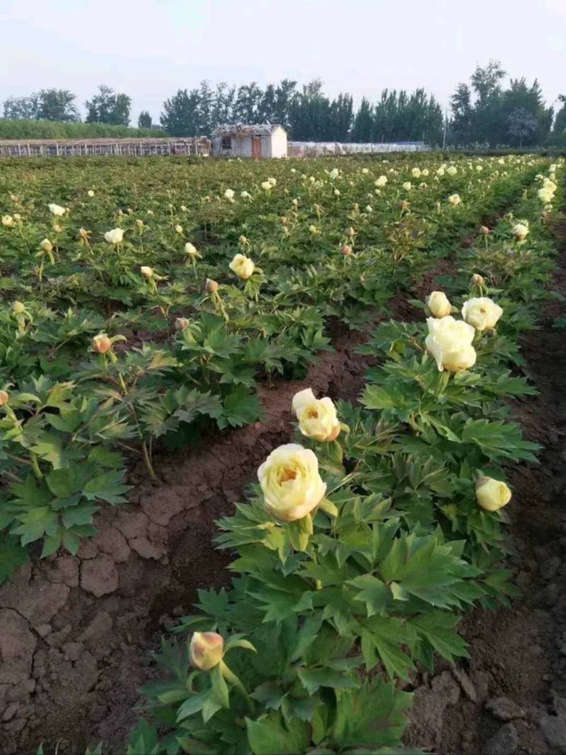 观赏牡丹苗一年嫁接苗千层大花朵30种花色可选。