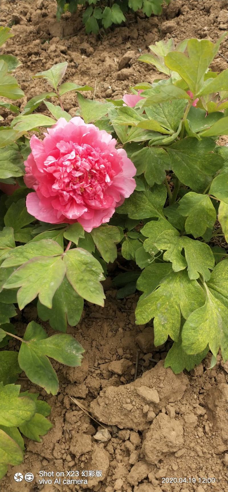 观赏牡丹苗一年嫁接苗千层大花朵30种花色可选。