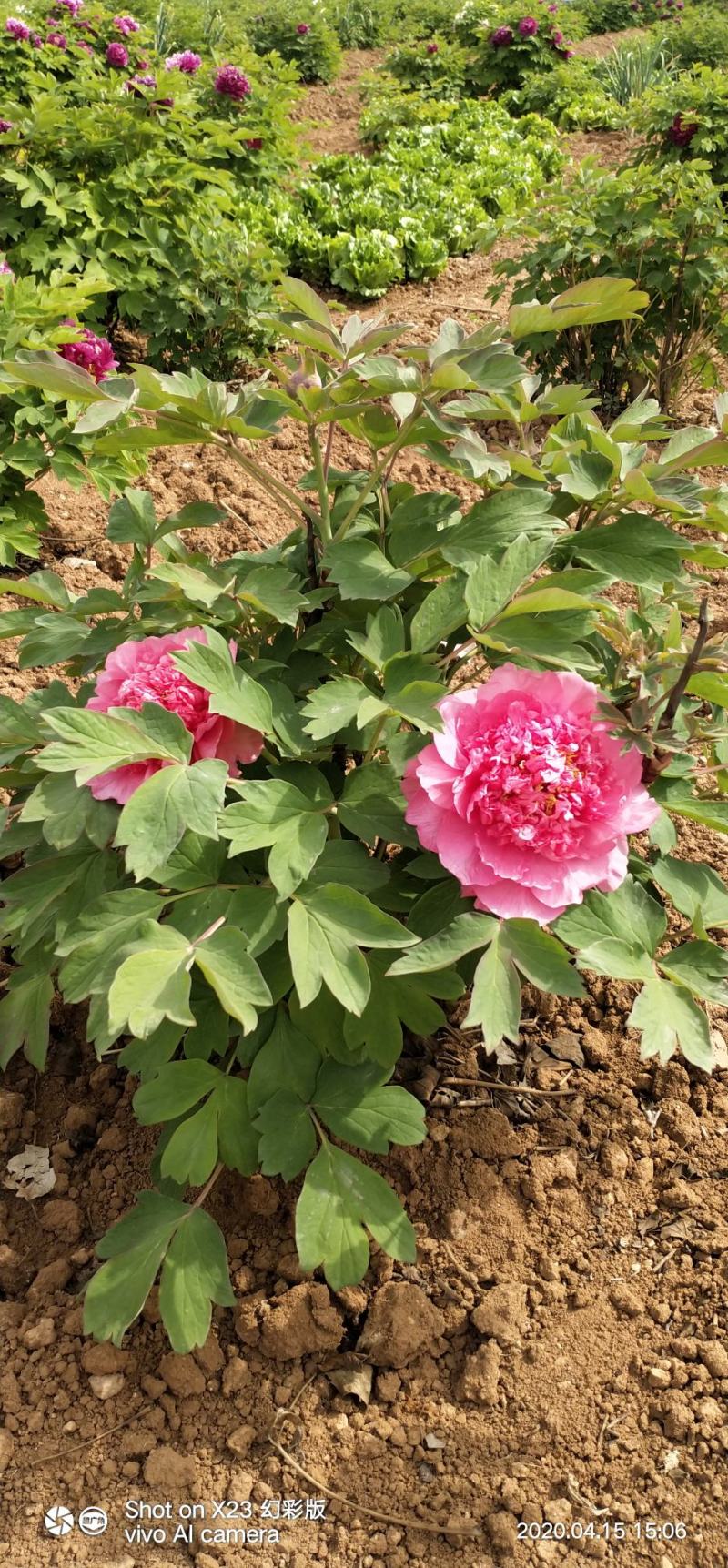 观赏牡丹苗一年嫁接苗千层大花朵30种花色可选。