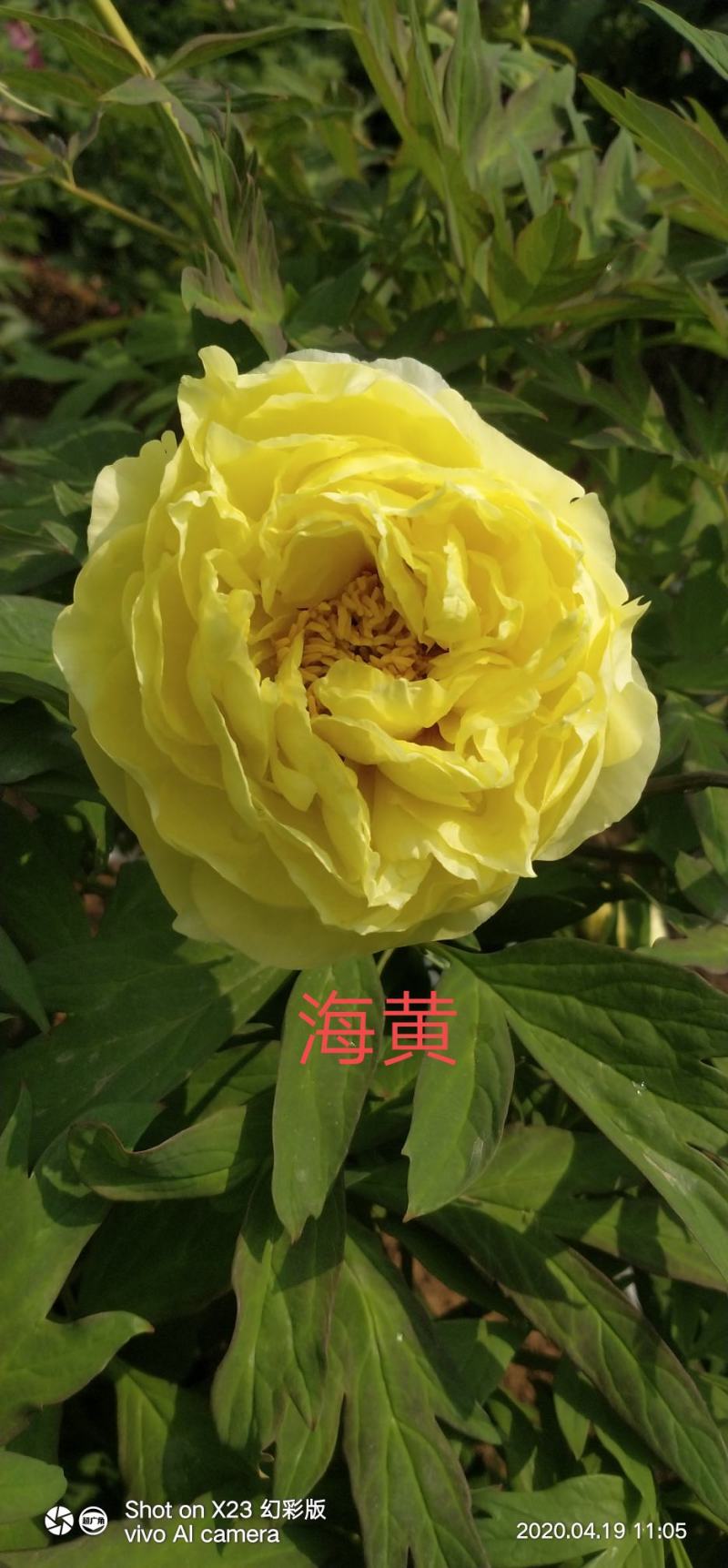 观赏牡丹苗一年嫁接苗千层大花朵30种花色可选。