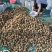 正宗陕西徐香猕猴桃大量上市货源充足量大从优欢迎咨询