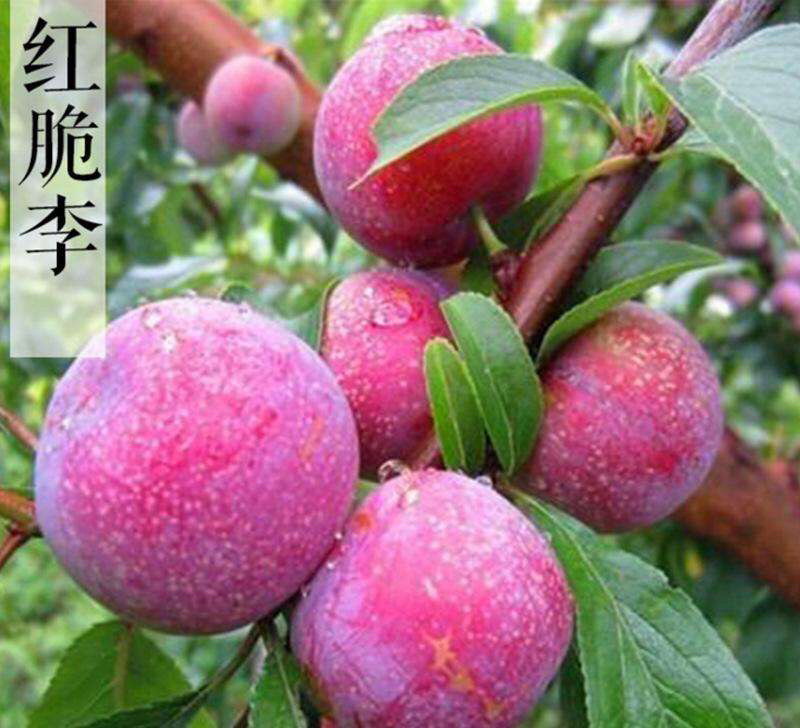 茂县脆红李红翠李红脆李专业代办服务一条龙负责任的代办