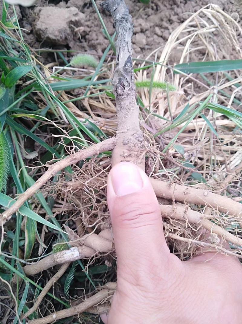 药用油用牡丹1年2年3年的便宜处理量大价低