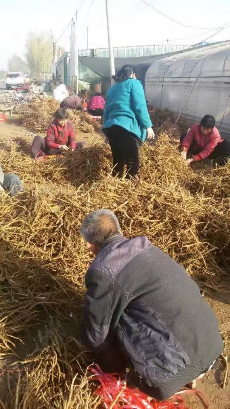 药用油用牡丹1年2年3年的便宜处理量大价低