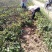 药用油用牡丹1年2年3年的便宜处理量大价低