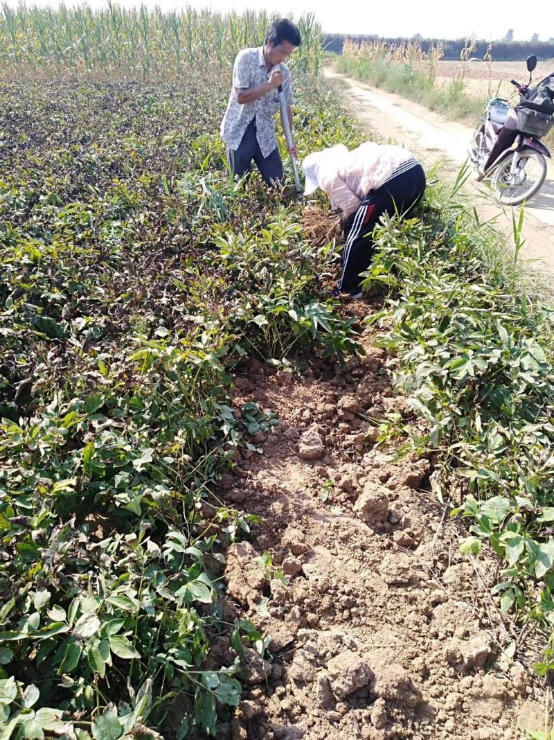 药用油用牡丹1年2年3年的便宜处理量大价低