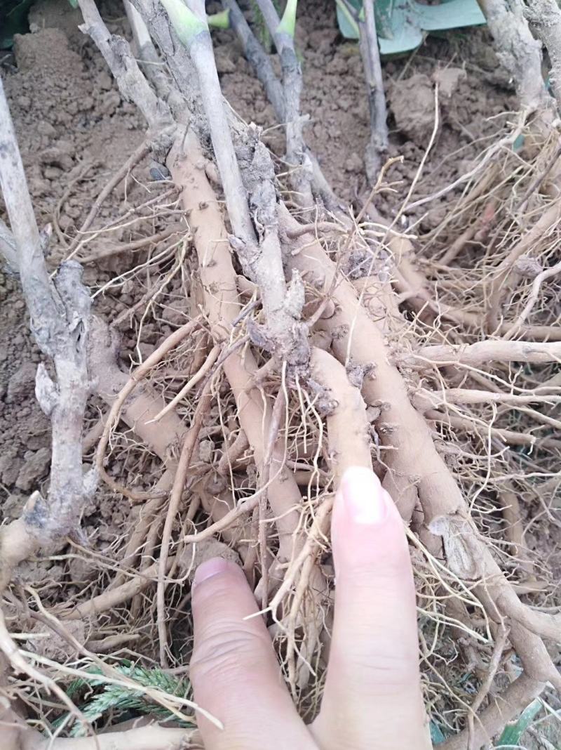 药用油用牡丹1年2年3年的便宜处理量大价低