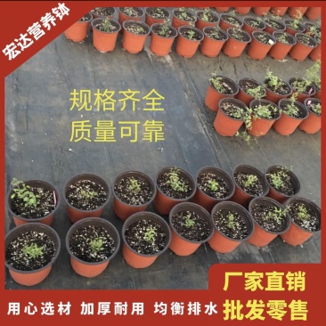 双色盆加厚育苗盆多肉花盆红色白花盆小黑方黑托架