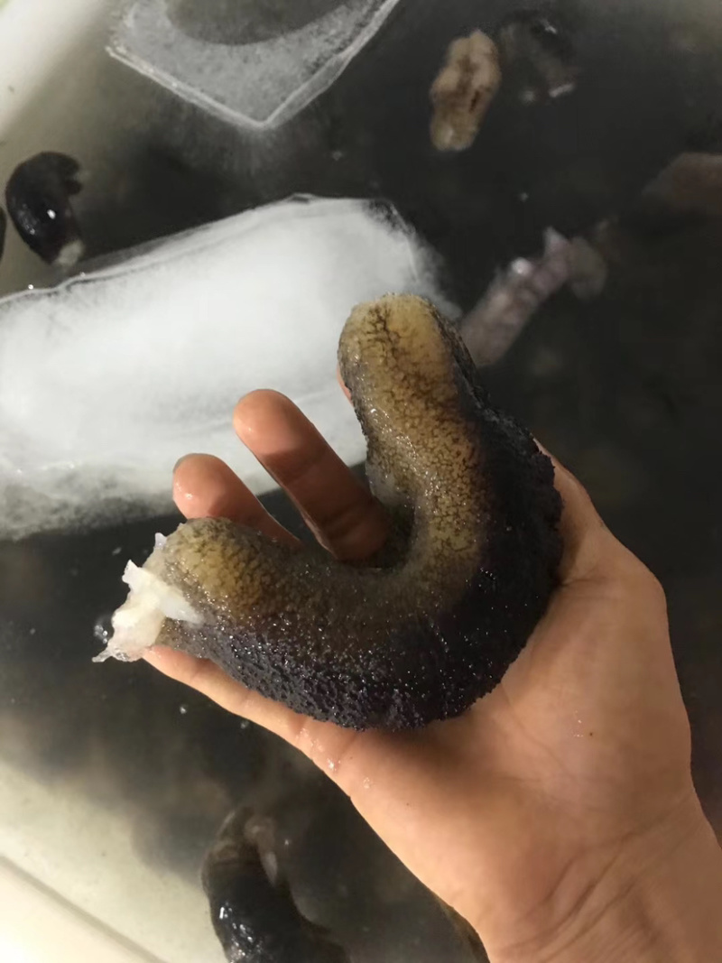 非洲参海参新品口感好有弹性（有量的老板私聊）
