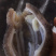 非洲参海参新品口感好有弹性（有量的老板私聊）