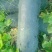 大量现货优质货源冬瓜代办包食宿小工配车服务齐全放心安心