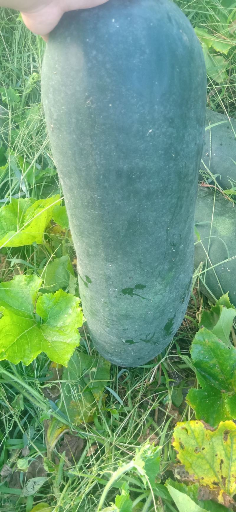 大量现货优质货源冬瓜代办包食宿小工配车服务齐全放心安心