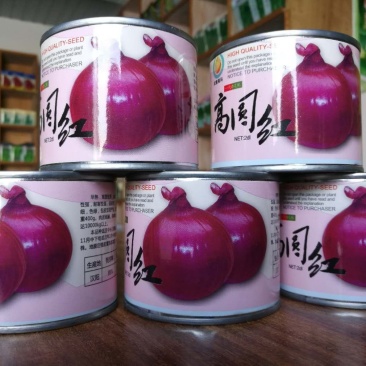 精品洋葱种子早晚熟紫皮黄皮白皮红皮高桩扁圆形各类洋葱