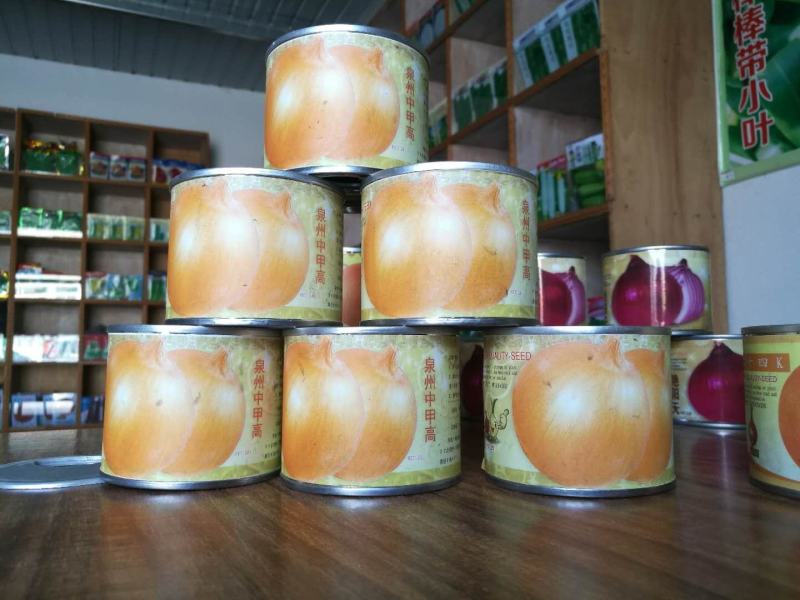 精品洋葱种子早晚熟紫皮黄皮白皮红皮高桩扁圆形各类洋葱