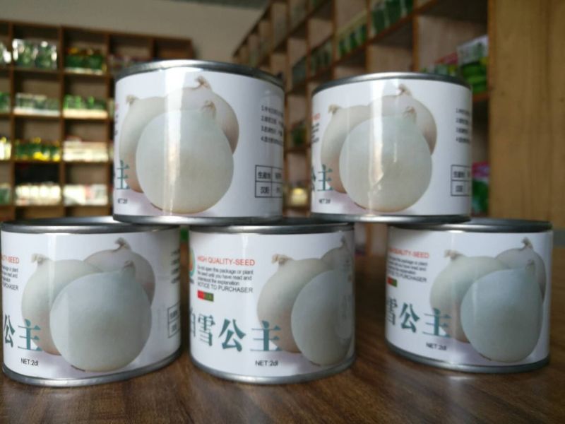 精品洋葱种子早晚熟紫皮黄皮白皮红皮高桩扁圆形各类洋葱