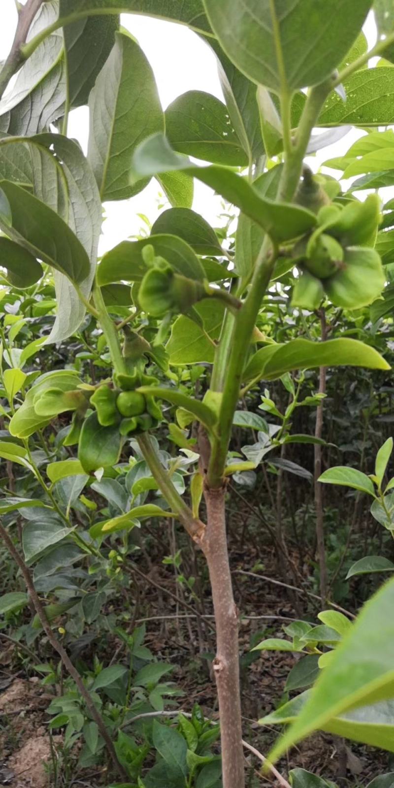 批发阳丰甜柿火葫芦苗非陕西山东河南苗品种纯