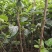 批发阳丰甜柿火葫芦苗非陕西山东河南苗品种纯