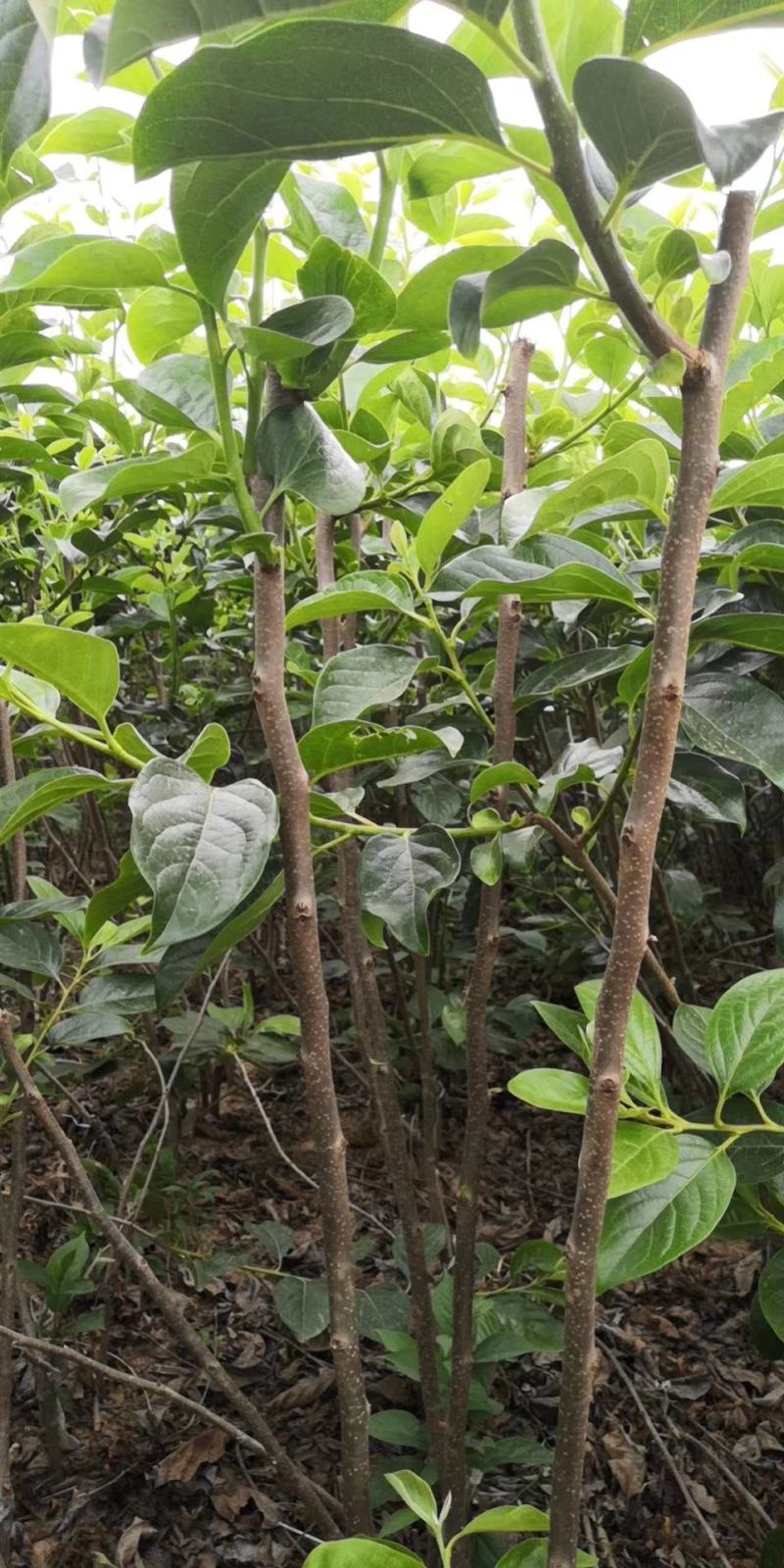 批发阳丰甜柿火葫芦苗非陕西山东河南苗品种纯