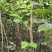 批发阳丰甜柿火葫芦苗非陕西山东河南苗品种纯
