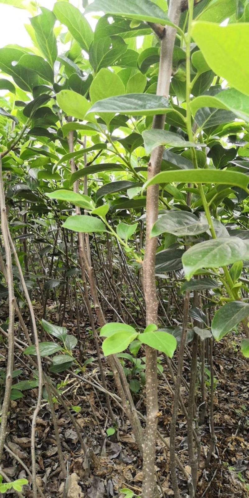 批发阳丰甜柿火葫芦苗非陕西山东河南苗品种纯