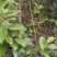 批发阳丰甜柿火葫芦苗非陕西山东河南苗品种纯