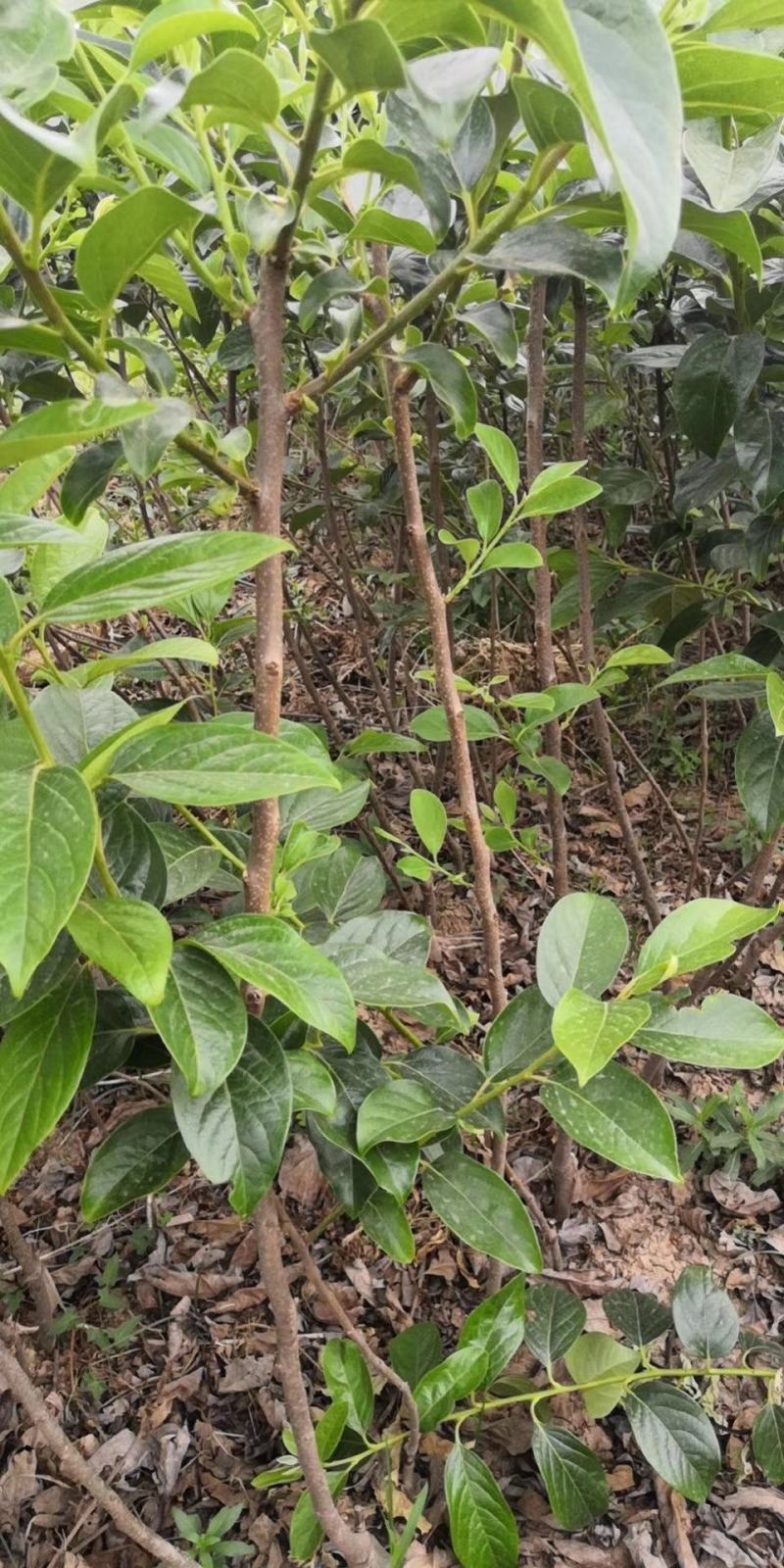 批发阳丰甜柿火葫芦苗非陕西山东河南苗品种纯