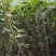 批发阳丰甜柿火葫芦苗非陕西山东河南苗品种纯