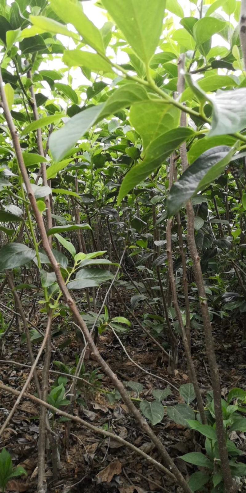 批发阳丰甜柿火葫芦苗非陕西山东河南苗品种纯