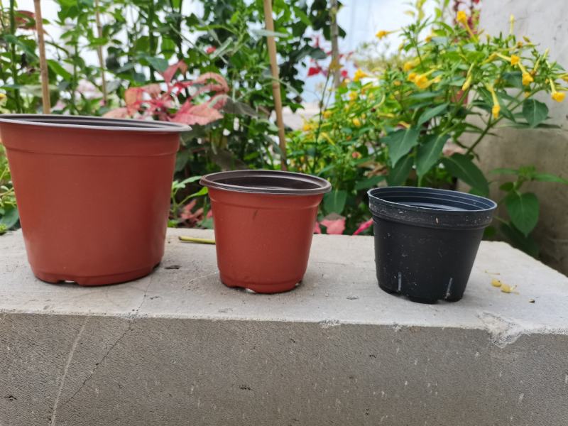 双色盆加厚育苗盆多肉花盆红色白花盆小黑方黑托架