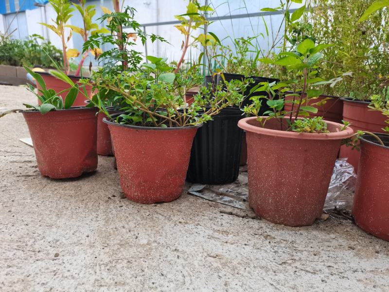 双色盆加厚育苗盆多肉花盆红色白花盆小黑方黑托架
