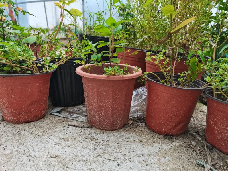 双色盆加厚育苗盆多肉花盆红色白花盆小黑方黑托架