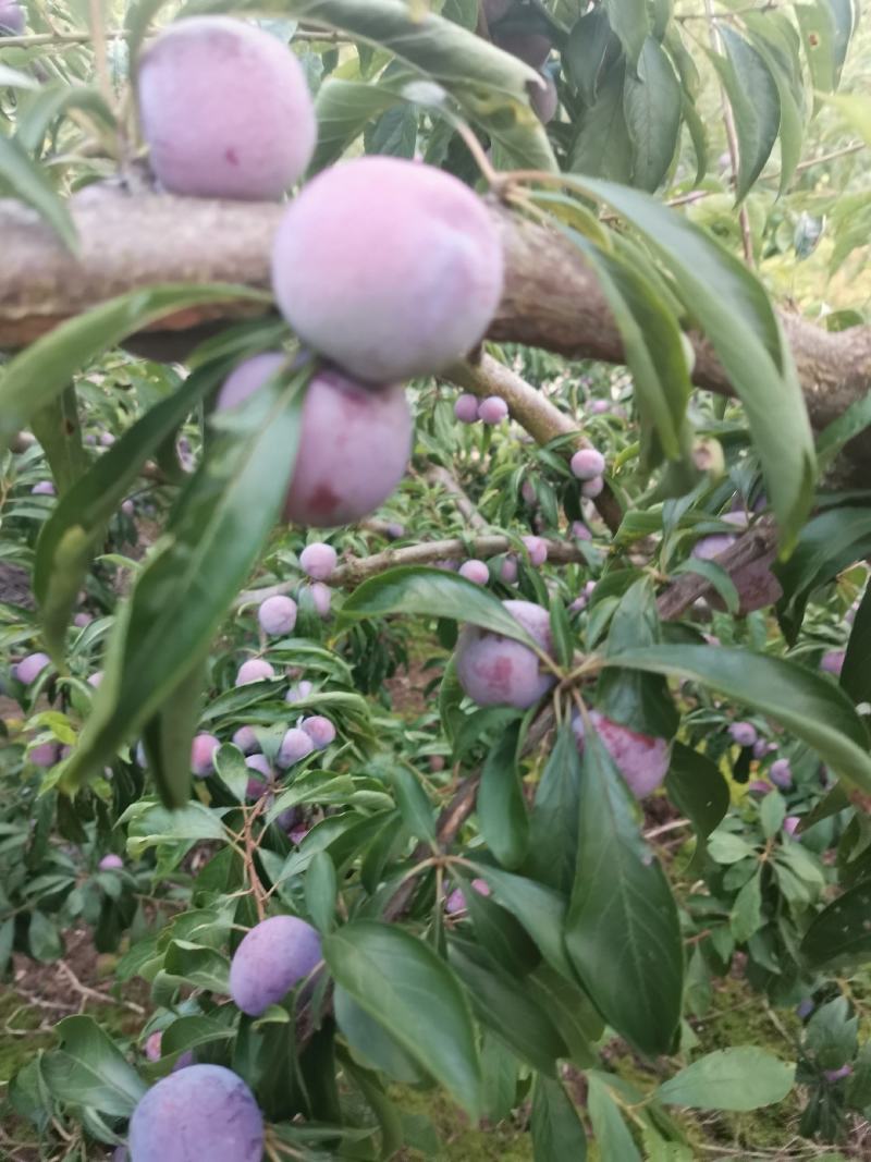 提供脆红李，等货，有需要的老板可以直接联系
