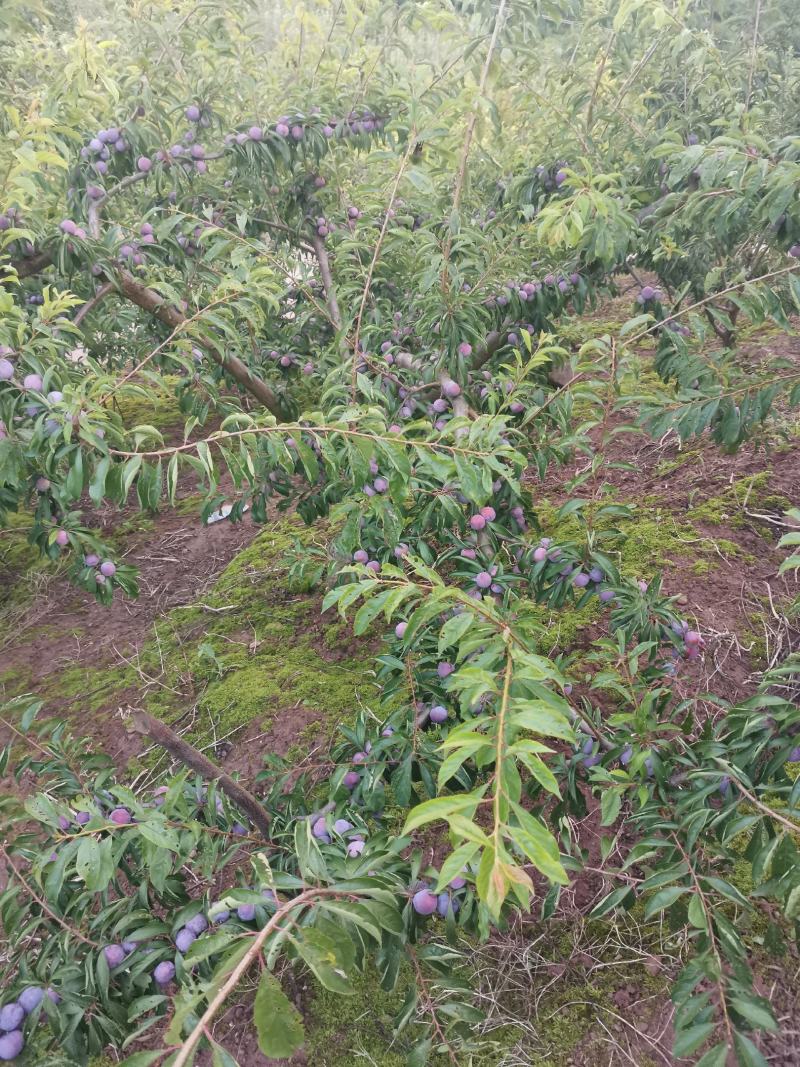 提供脆红李，等货，有需要的老板可以直接联系